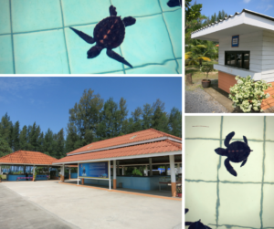 Sea Turtle Conservation Centre Khao Lak