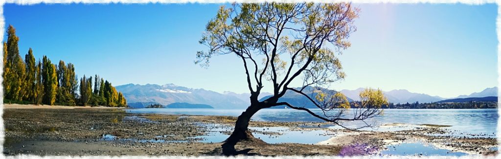 new-zealand-roadtrip-wanaka-tree-panorama