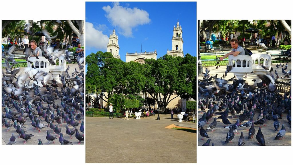 best things to do in merida plaza grande pigeons