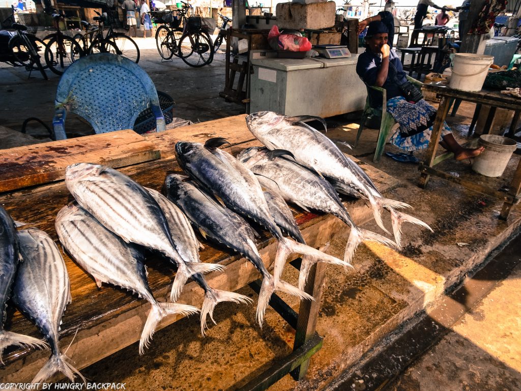 Sri Lanka Trip_Negombo_visit fishmarket