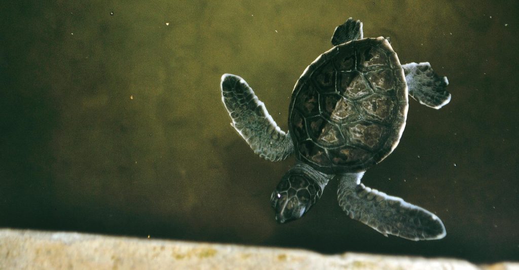 Sri lanka unawatuna turtle sanctuary