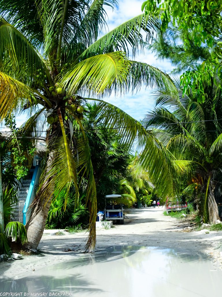 Explore Holbox on a budget_lush street with palmtrees