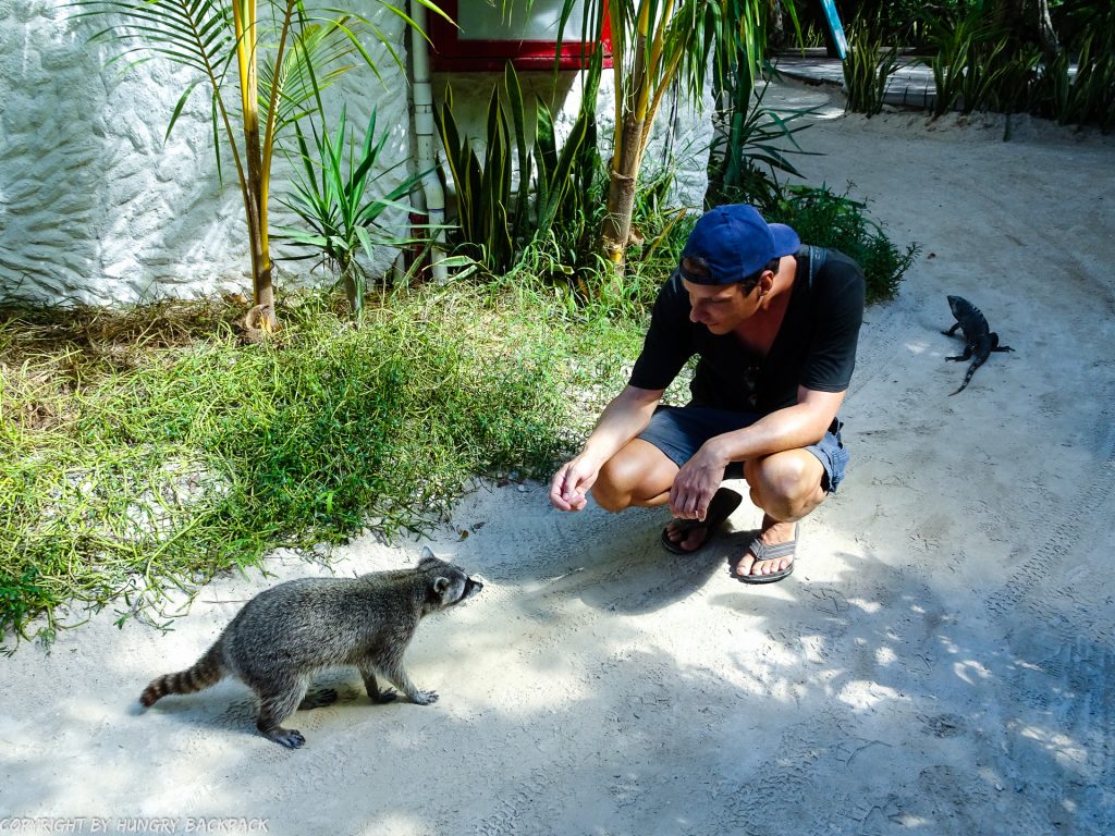 Holbox budget guide_encounter with racoons