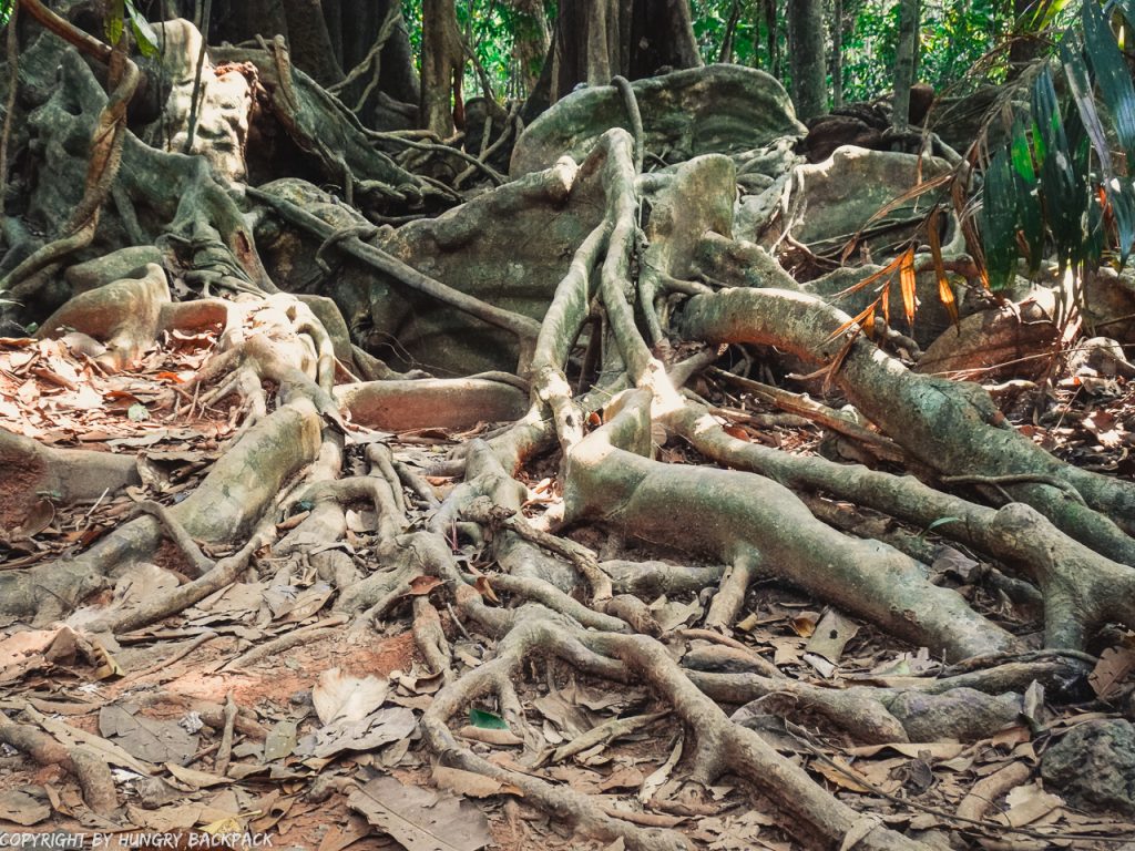 Guide Ko Kut_ancient tree_big Chai Tree_roots