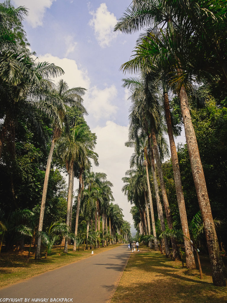 Botanical Garden Kandy_Palmtree alley