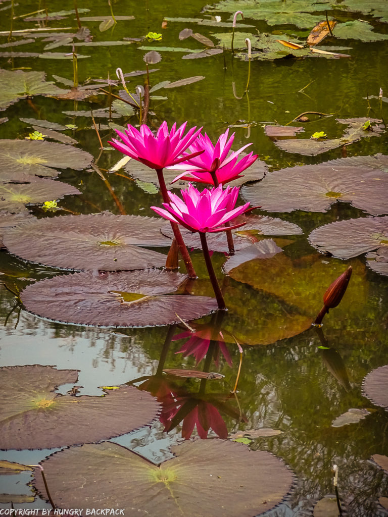 Botanical Garden Kandy_lotus flower in lake