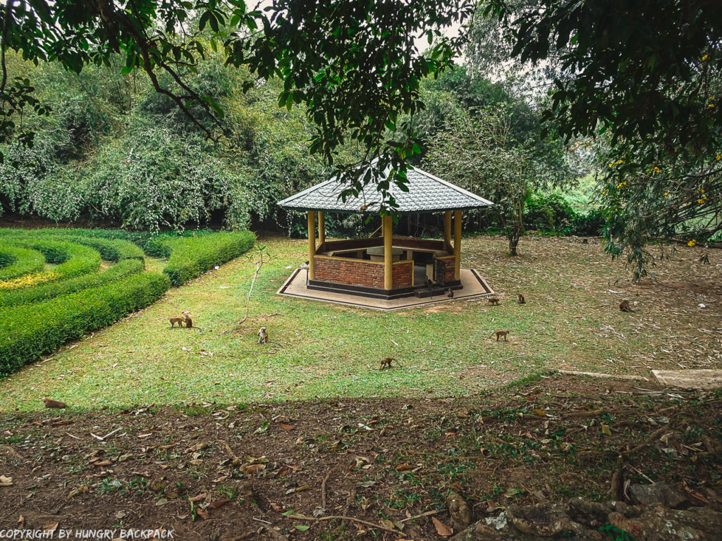 Botanical Garden Kandy_monkeys