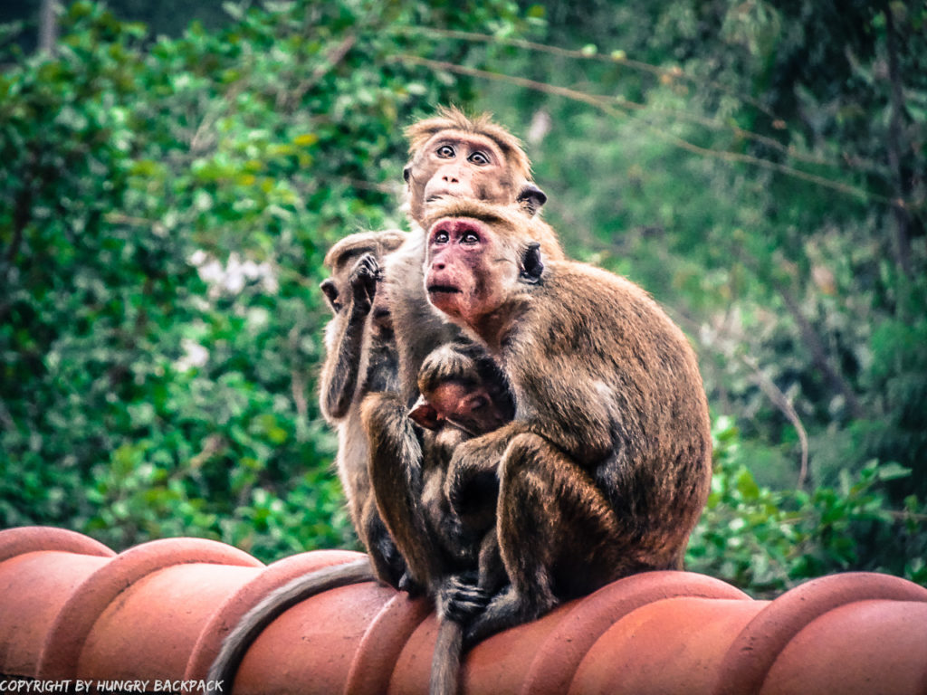 Dambulla_monkey family at entrance to Dambulla Cave Temple