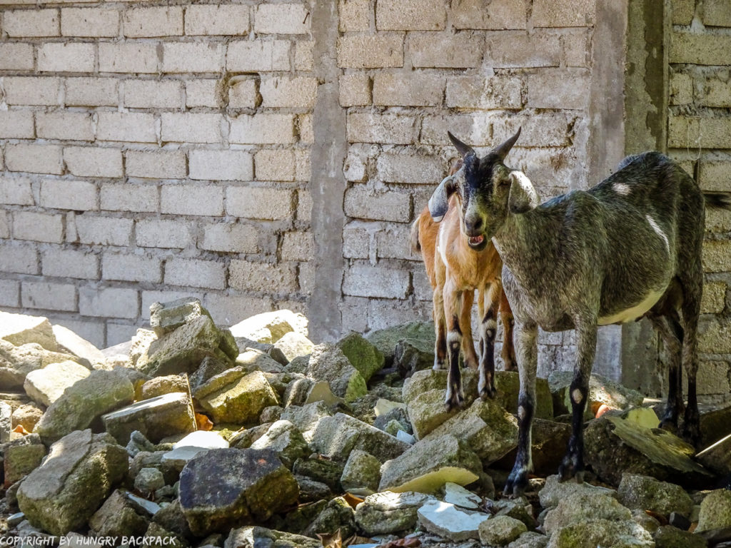 Gili Trawangan on year after earthquake_goats standing on depris and rubble searching for food