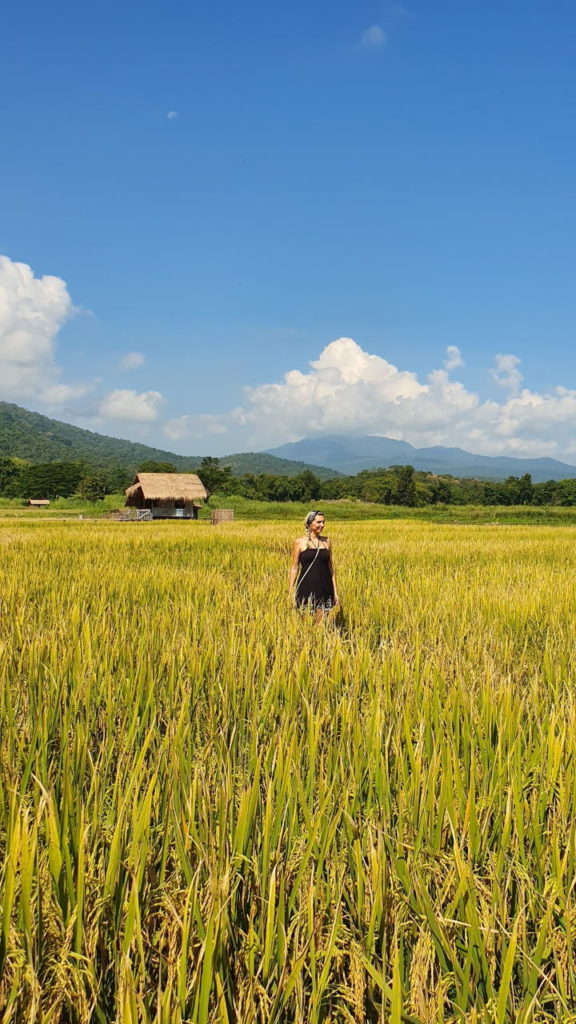 Berit walking through the ricefields at Huay Tueng Tao