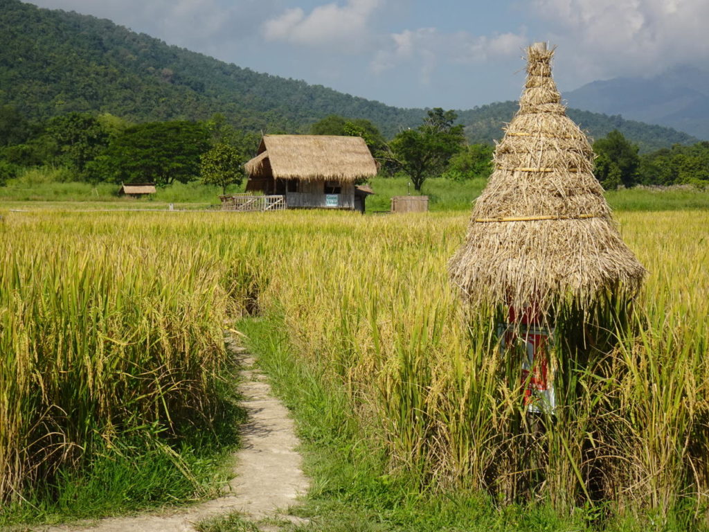 Rice fields at Huay Tueng Tao
