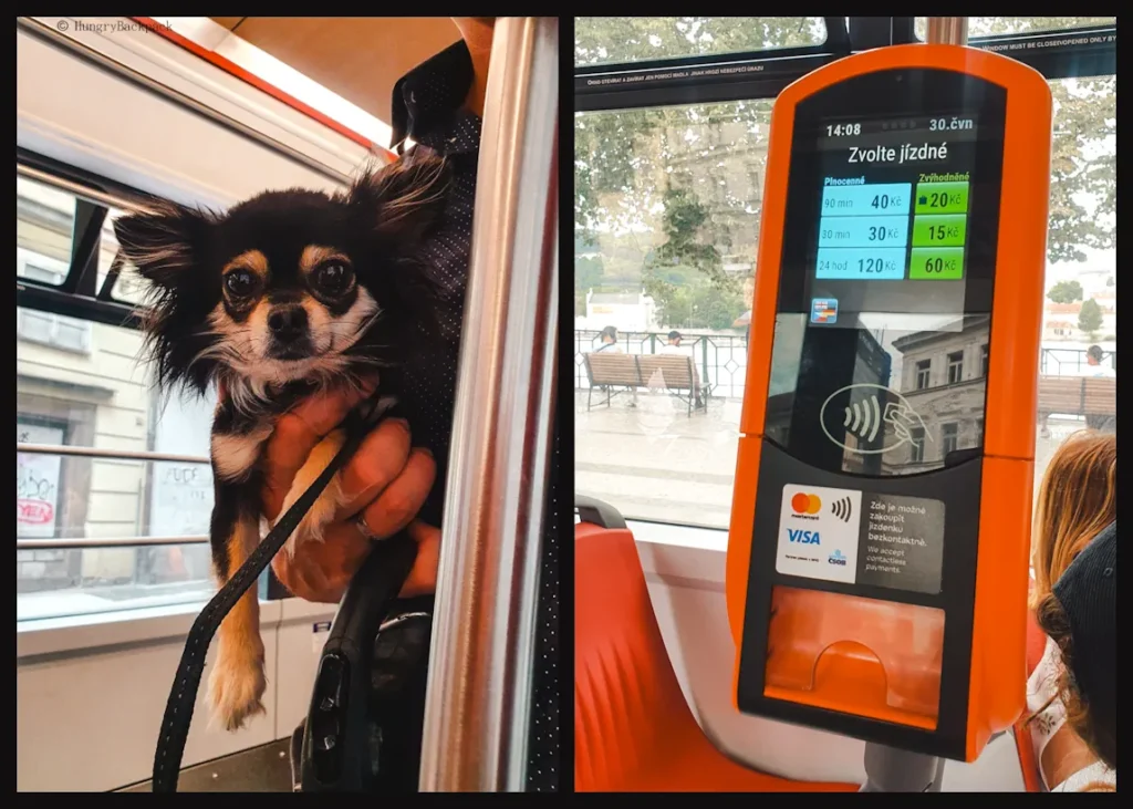 Prague with Dog_Taking dog on public transport